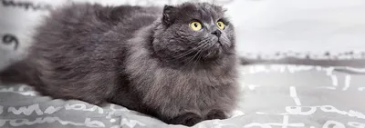 Шотландские кошки: все, что необходимо знать о породе - Интернет-зоомагазин  Korm