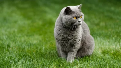 Вислоухие коты-британцы и шотландцы: чем отличаются британские и шотландские  кошки, разница с фото