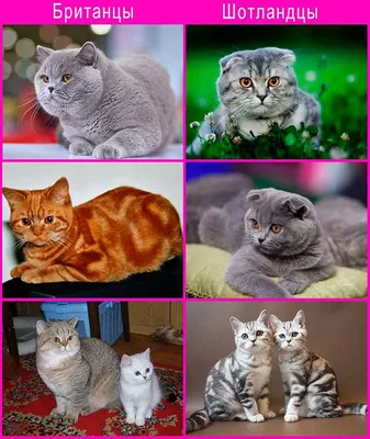 Шотландская Прямоухая кошка (Скоттиш страйт): фото и характеристика