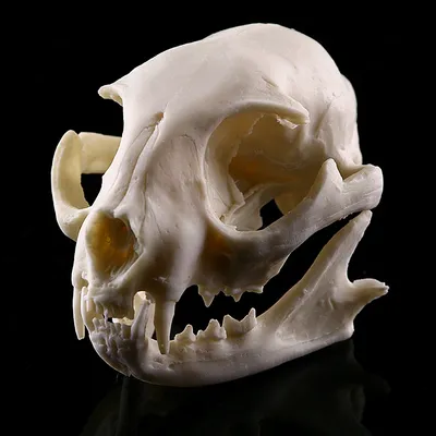 Реалистичная копия кота черепа из смолы обучающая модель скелета реквизит  для аквариума Хэллоуина ужасные Принадлежности Декор для дома | AliExpress