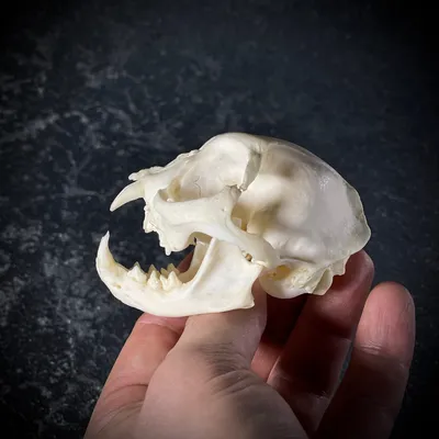 Реалистичный череп кошки, голова скелета из смолы, масштаб модельные  украшения, 6,5x6,5x9 см | AliExpress