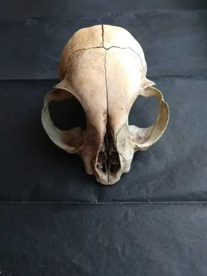 Создание черепа кошки | Пикабу