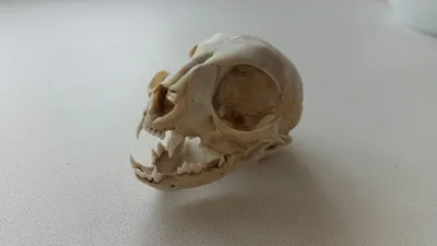 череп кота стоковое изображение. изображение насчитывающей утло - 12536437