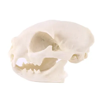 Полимерная копия черепа кота, обучающая модель скелета, статуя с орнаментом  | AliExpress