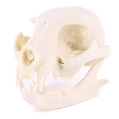 череп кота стоковое фото. изображение насчитывающей микстура - 15565570