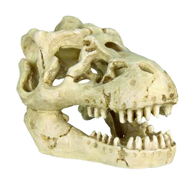 Анатомически правильный череп кота …» — создано в Шедевруме