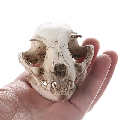 Реалистичная копия кота черепа из смолы обучающая модель скелета аквариум  реквизит на Хэллоуин | AliExpress