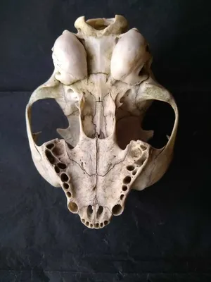 череп кота стоковое фото. изображение насчитывающей череп - 14603912