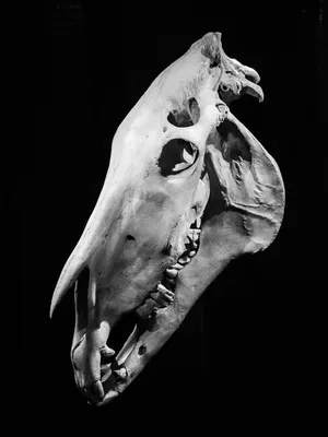 Череп лошади стоковое фото. изображение насчитывающей череп - 74713462