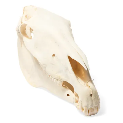 Череп коня (жеребец) | Horse skull, Animal skeletons, Animal skulls