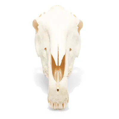 Череп лошади (Equus ferus caballus), препарат - 1021006 - T300171 - Скелеты  сельскохозяйственных животных - 3B Scientific
