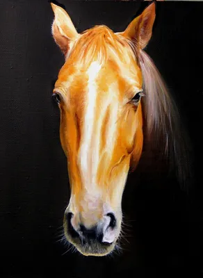File:Голова лошади.jpg - Wikipedia