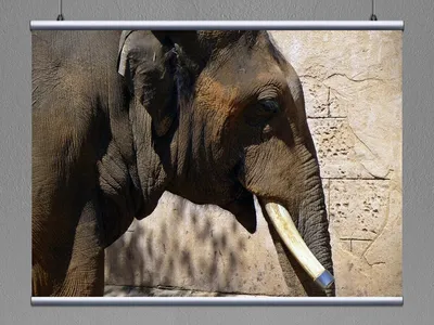 Голова слона на стену в интернет-магазине Ярмарка Мастеров по цене 40000 ₽  – 2R6KBRU | Маски интерьерные, Москва - доставка по России
