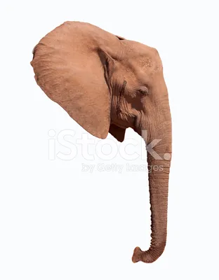 Картина на холсте \"Слон, голова слона, ствол\" 120x90 см. с алюминиевым  подвесом, в тубусе - купить по низкой цене в интернет-магазине OZON  (492800716)