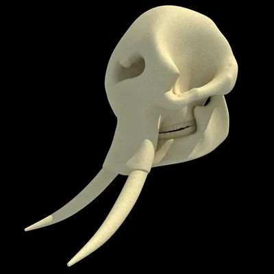 Голова слона 3D модель - Скачать Животные на 3DModels.org