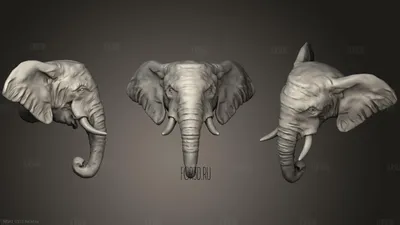 На берегу Таганрогского залива обнаружили череп слона возрастом 600 тыс лет  - Газета \"Искра\"