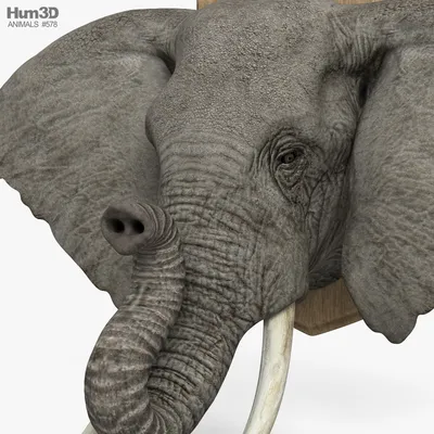 Слон череп 3D Модель $59 - .obj .unknown .fbx .blend - Free3D