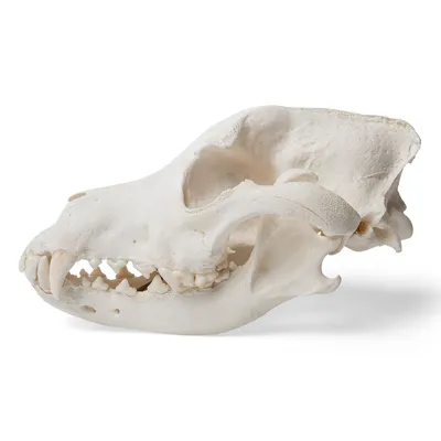 Череп собаки (Canis lupus familiaris), размер M, препарат - 1020994 -  T30021M - Хищники (Carnivora) - 3B Scientific