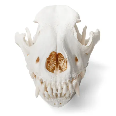 собачий череп собаки стоковое изображение. изображение насчитывающей жизнь  - 25228279