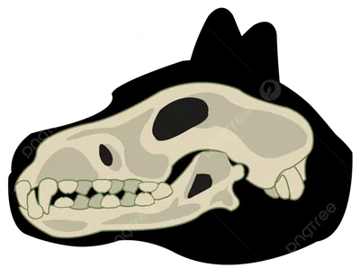 Анатомия собаки: скелет головы — череп