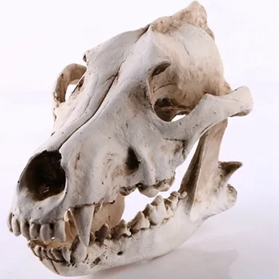 Модель черепа с имитацией волка, собаки, скелета из смолы, модель черепа  животного, для дома, офиса, бара, декоративная статуэтка, ремесленное  украшение, Модель Скульптура черепа волка | AliExpress