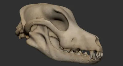 череп собаки стоковое фото. изображение насчитывающей «джобон» - 17868440