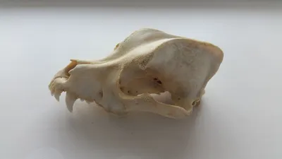 череп собаки стоковое изображение. изображение насчитывающей глаз - 11039489