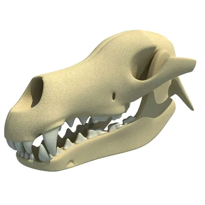 Текстурированный череп собаки 3D Модель $39 - .ztl - Free3D