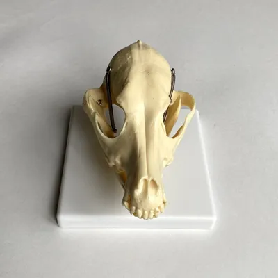 Новое поступление - череп собаки породы боксёр Государственный Дарвиновский  музей