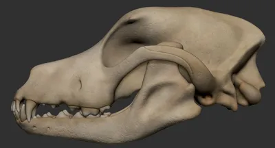 Череп собаки без нижней челюсти | zoo-ekzo.com- Экзотические животные