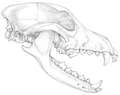 Череп собаки. Структура костей головы, анатомический дизайн. На латыни  Векторное изображение ©toricheks2016.gmail.com 190370134