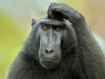 черная обезьяна шимпанзе стоковое изображение. изображение насчитывающей  смешно - 101631835