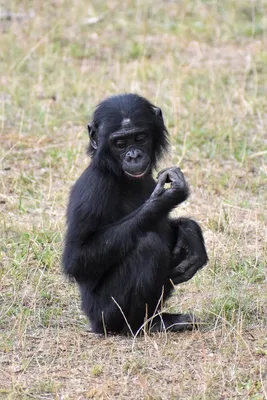 Черная обезьяна - 71 фото