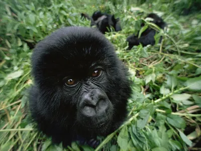 черная обезьяна смотрит в камеру, картина обезьяны паука, обезьяна,  животное фон картинки и Фото для бесплатной загрузки