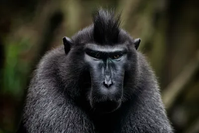 черная обезьяна выглядывает из ствола дерева, картинка обезьяны паука,  обезьяна, животное фон картинки и Фото для бесплатной загрузки