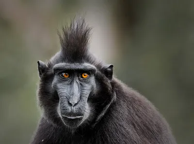 Черная обезьяна шимпанзе, оскал, зубы…» — создано в Шедевруме