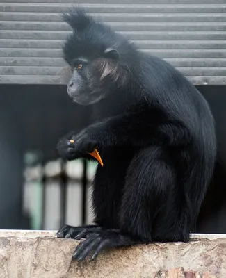 Черная обезьяна фото фотографии