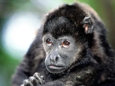 Редкая чёрная курносая обезьяна, которая находится под угрозой вымирания |  Мегалодон | Дзен