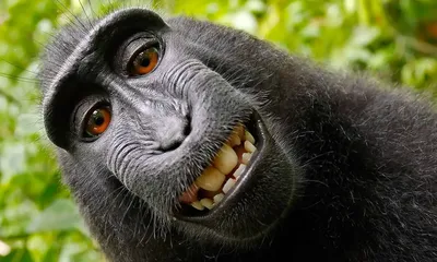Большая черная обезьяна Горилла Стоковое Фото - изображение насчитывающей  огромно, горилла: 64972860
