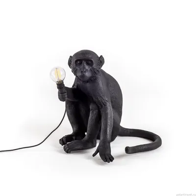 Серая и черная обезьяна держит арахис · Бесплатные стоковые фото