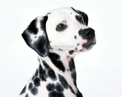 Черно-белый портрет собаки таксы Стоковое Изображение - изображение  насчитывающей дом, разведенными: 54201191