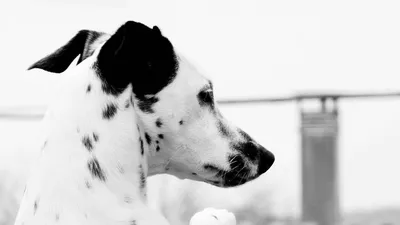 Черно белая собака с милыми …» — создано в Шедевруме