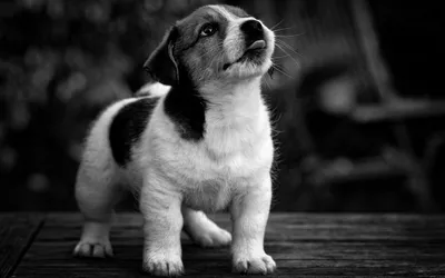 Винтажный черно-белый рисунок с изображением собаки — Abali.ru