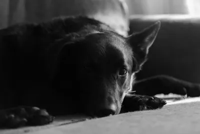 фотография взрослой черно белой короткошерстной собаки крупным планом ·  Бесплатные стоковые фото