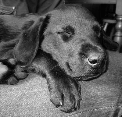 Пятнистая черно белая собака порода - 59 фото