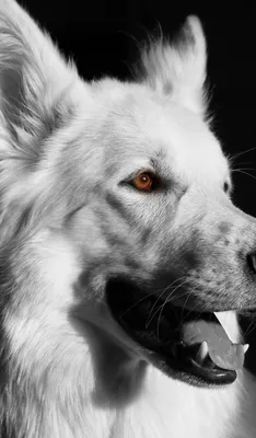 Собака хаски черно белая на фоне …» — создано в Шедевруме