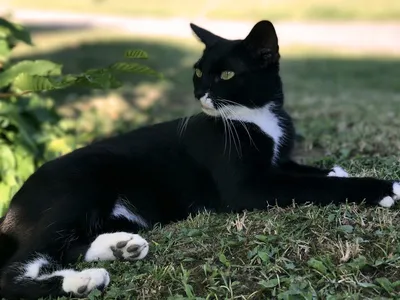 Черно белый кот фото 