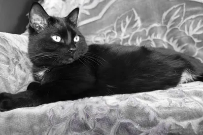 Черно-белый кот ищет для себя новую семью