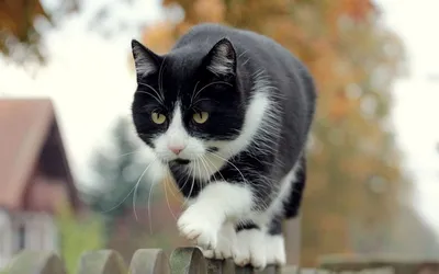 Черно-белый кот | Пикабу