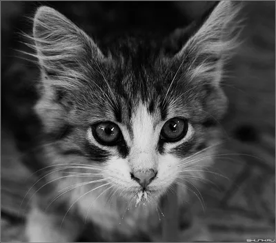 Чёрно-белые коты | Лолкот.Ру
